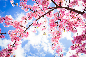 Cherry Blossoms - 03.27.21