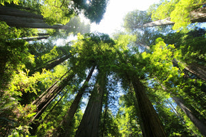 Sequoias - The sequoias in California watch what happens....7.11.22